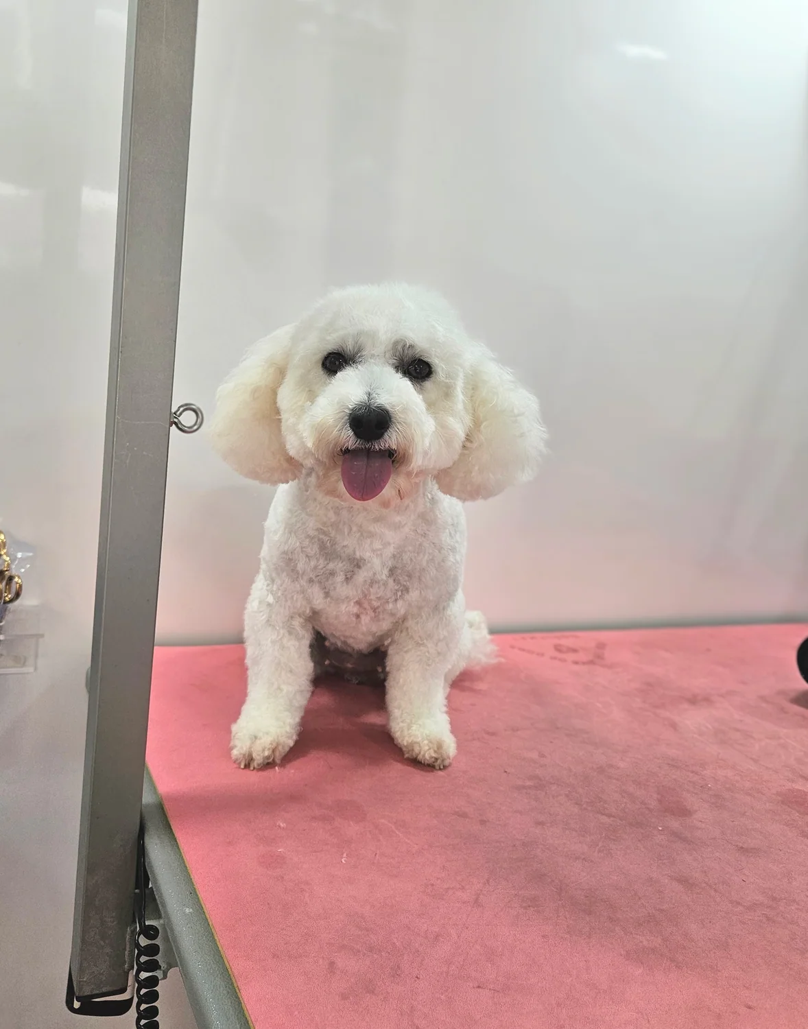 A freshly groomed white bichon frise on the grooming table
