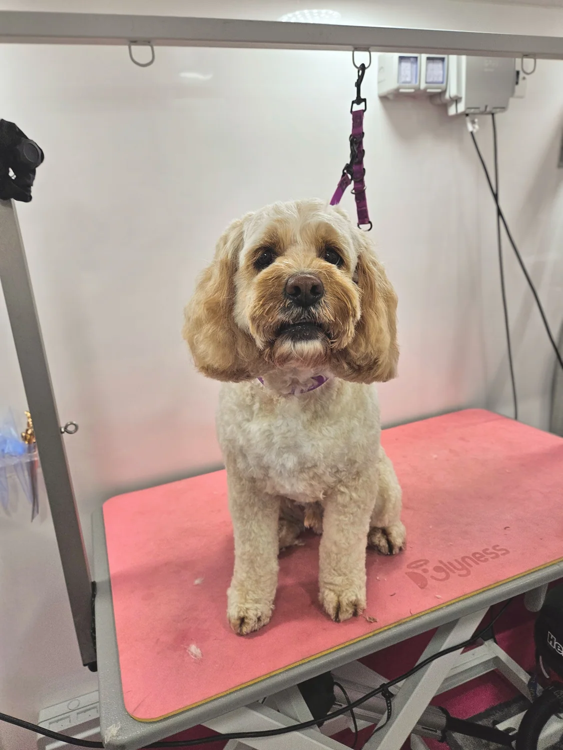 A freshly groomed apricot cockapoo on the grooming table