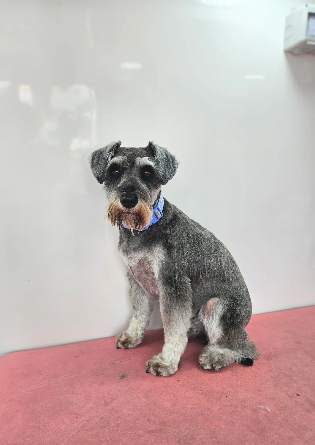 A freshly groomed schnauzer on the grooming table