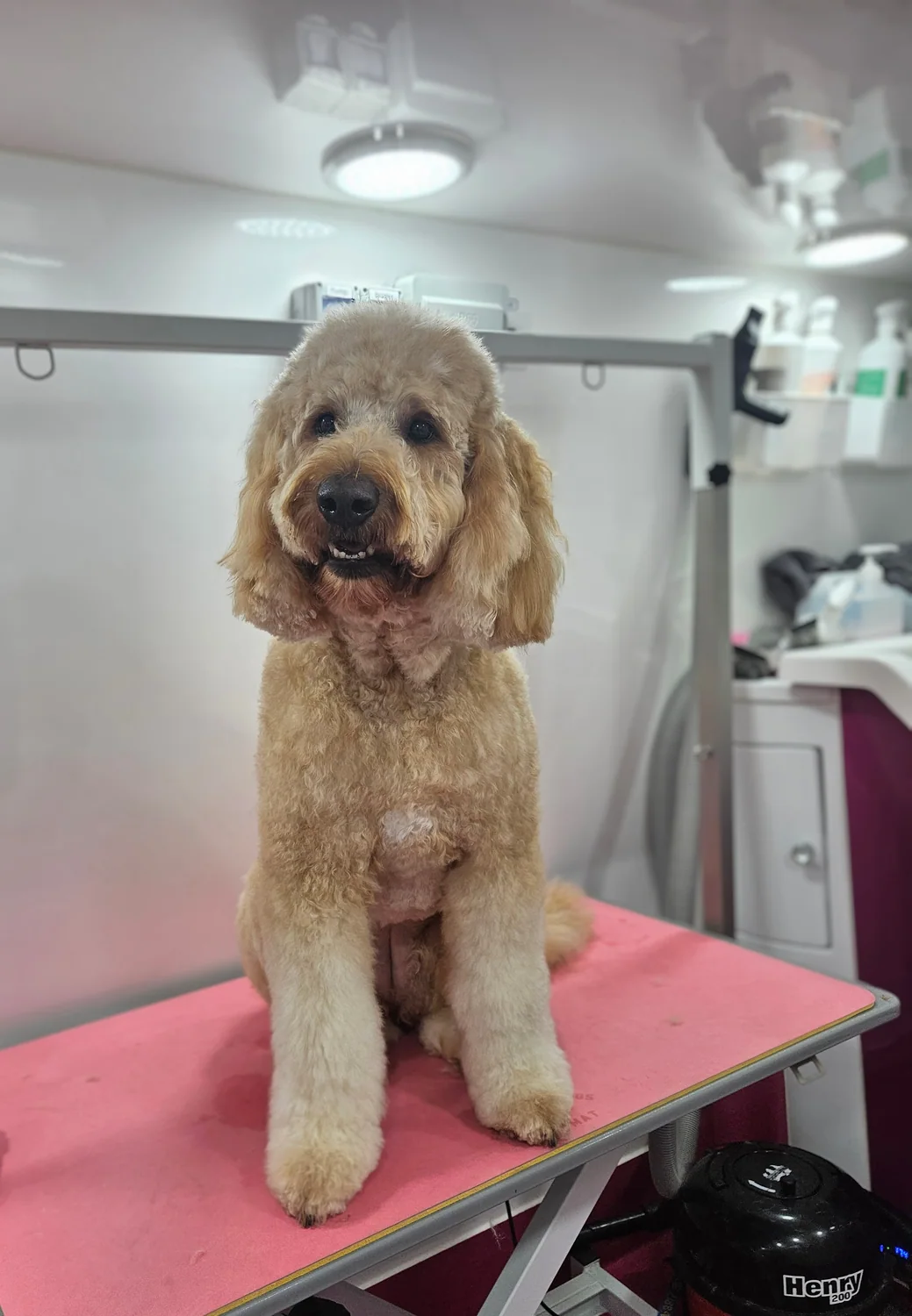 A freshly groomed cocker spaniel on the grooming table